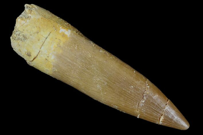Fossil Plesiosaur (Zarafasaura) Tooth - Morocco #172291